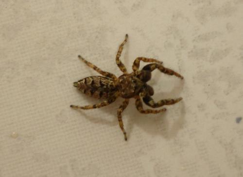 Marpissa muscosa